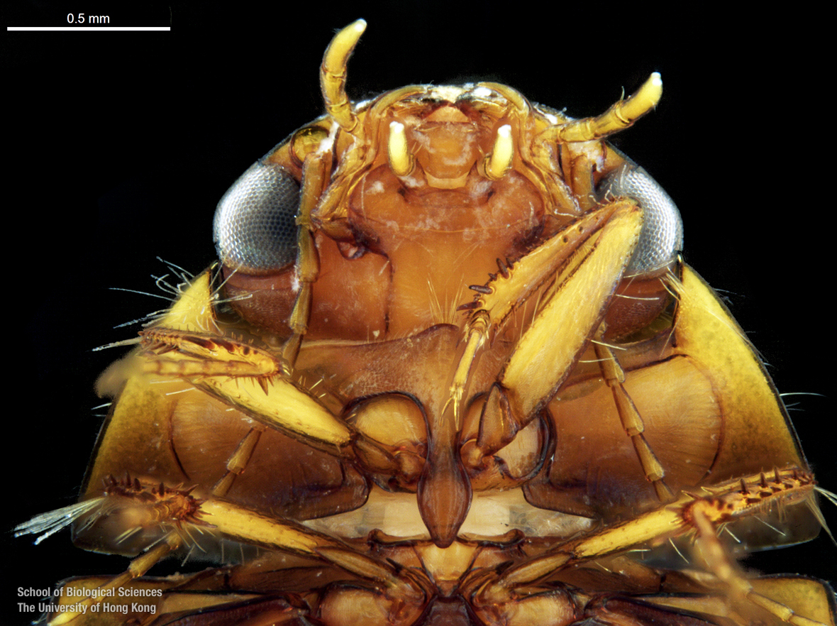 Head in ventral view